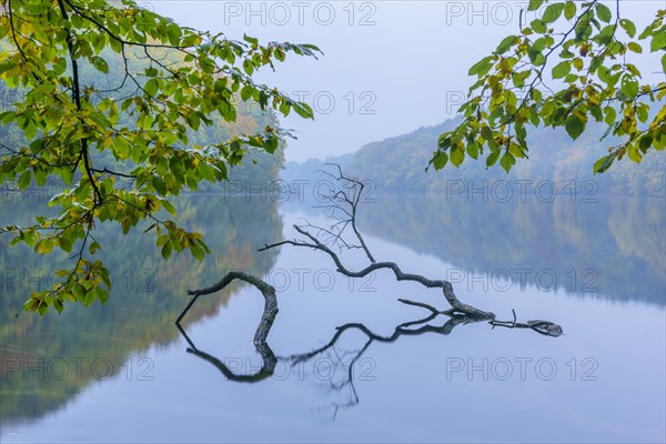 Supported tree in a lake in autumn