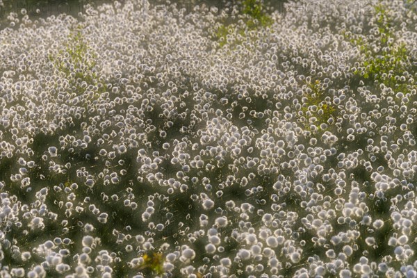 Fruchtendes (Eriophorum vaginatum) im Moor