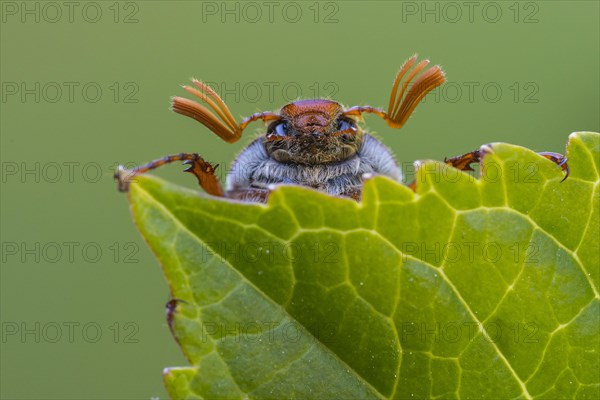 Cockchafer (Melolontha ) looks over a leaf