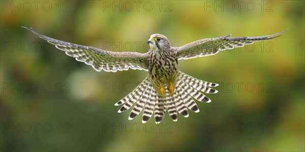 Flying (Falco tinnunculus) hunting in a shaking flight