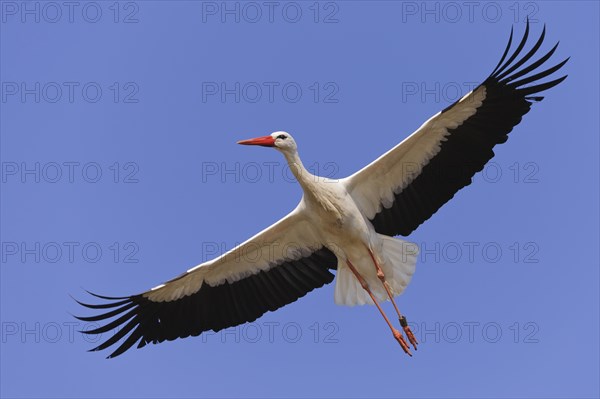 Flying (Ciconia ciconia) in front of blue sky