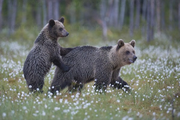 Female (Ursus arctos) with her offspring