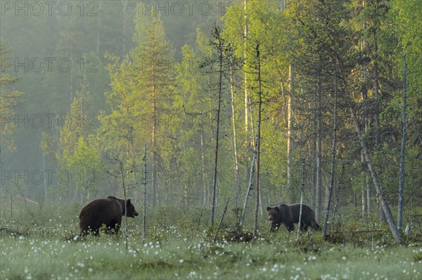 Two (Ursus arctos ) in a bog