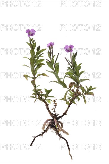 Epilobium hirsutum (Epilobium hirsutum) on white background