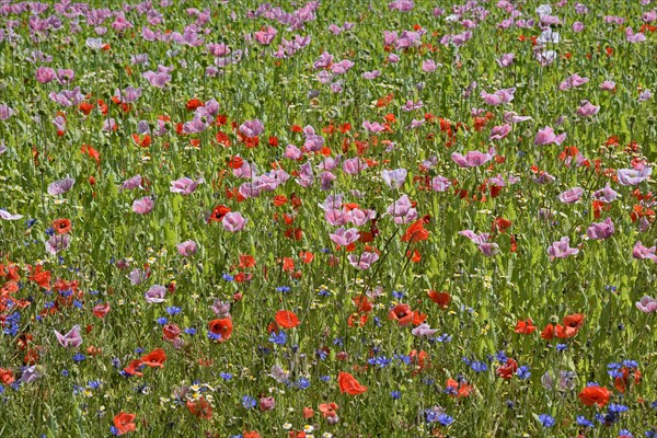 Poppy field with opium poppy (Papaver somniferum)