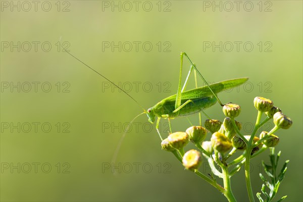 Sickle-bearing bush-cricket (Phaneroptera falcata )