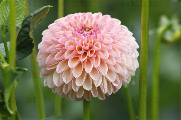 Ball Dahlia (Dahlia)