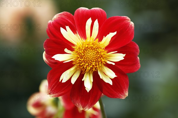 Neck ruffs Dahlia variety Klaus von Dohnanyi (Dahlia cultivar Klaus von Dohnanyi)