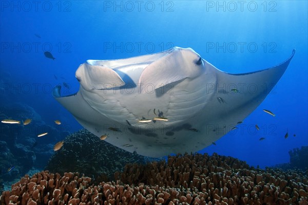 Pelagic manta ray (Manta alfredi)