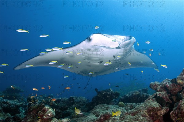 Pelagic manta ray (Manta birostris) over coral reef