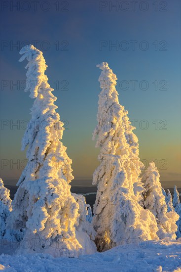 Snowy Spruces (Picea) on the Brocken in evening light