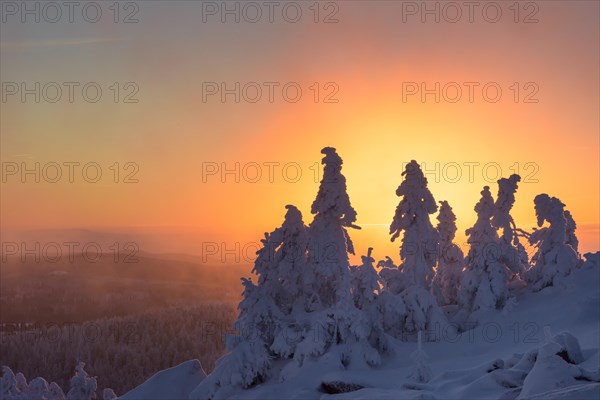 Snowy Spruces (Picea) on the winterly snowy chunk at sunset