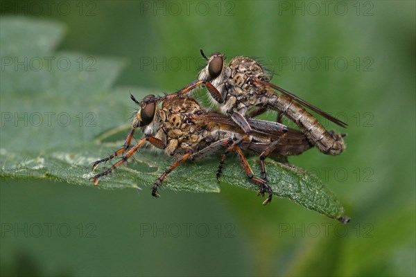 Robber flies (Asilidae)