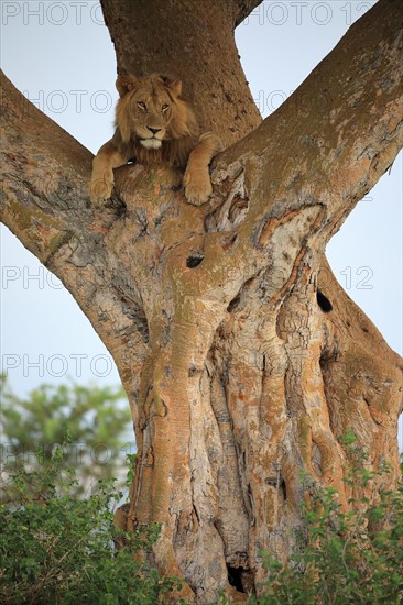 Lion (Panthera leo) lies in a tree