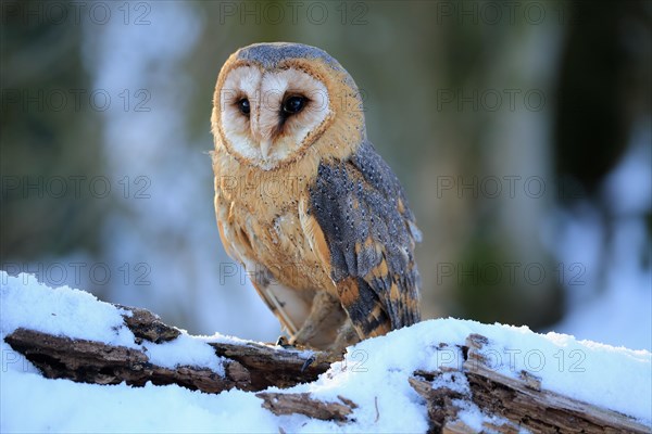 Common barn owl (Tyto alba)