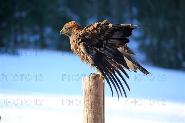 Golden Eagle (Aquila chrysaetos)