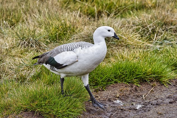 Male Upland Goose (Chloephaga picta)