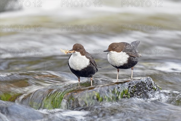 White-breasted dippers (Cinclus cinclus )