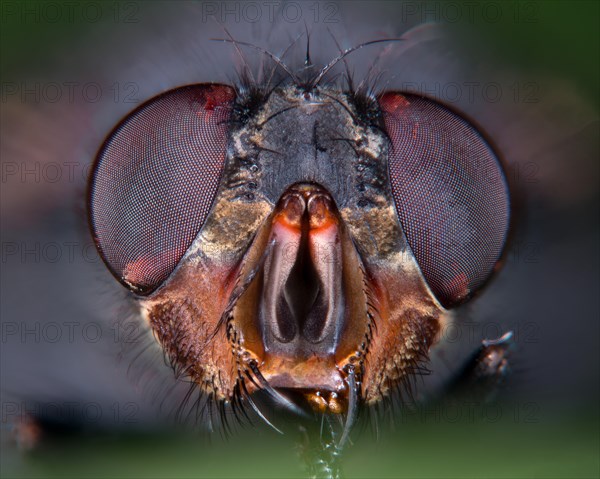 House fly (Musca domestica)