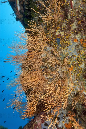 Yellow Mediterranean gorgonian (Eunicella cavolinii)