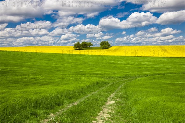 01_fields (Brassica napus) and Wheatfields (Triticum aestivum)