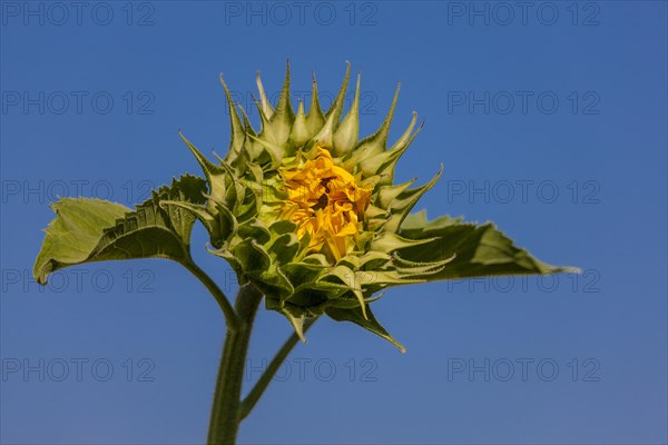 Sunflower (Helianthus annuus)