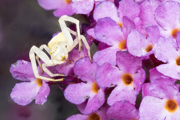 Goldenrod crab spider (Misumena vatia) waiting for (Buddleja davidii)