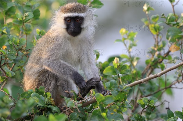 Vervet Monkey (Chlorocebus pygerythrus)