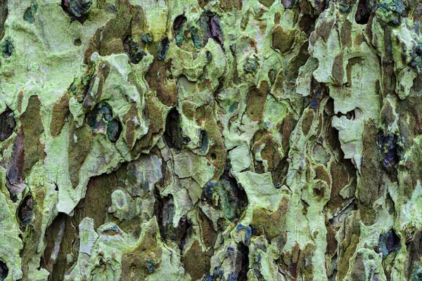 Surface of a tree in the jungle Baumweg