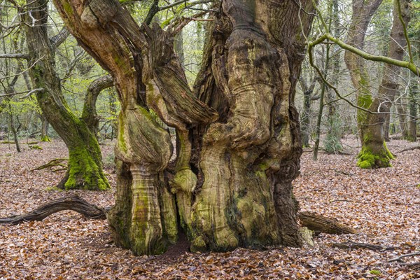 Old beech (Fagus sylvatica) in the jungle Baumweg