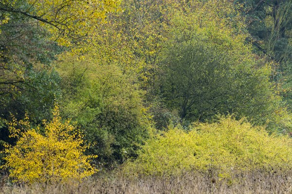 Autumnally colored forest edge