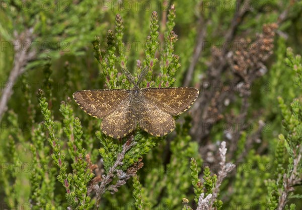 Male common heath (Ematurga atomaria) on heather