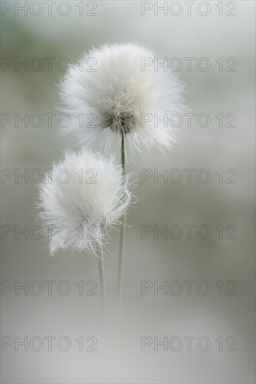 Fruchtendes (Eriophorum vaginatum) im Moor