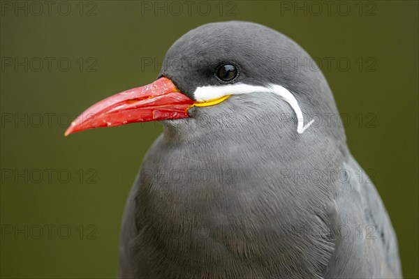 Inca tern (Larosterna Inca)