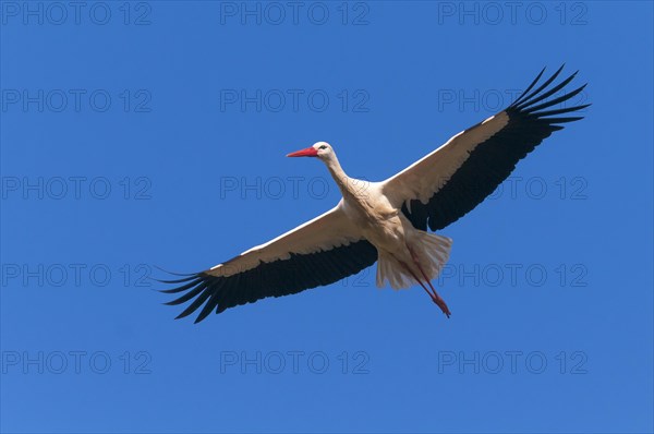 Flying (Ciconia ciconia) in front of blue sky