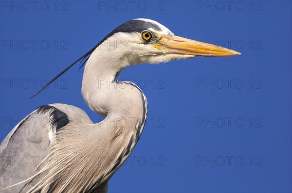 Portrait of one (Ardea cinerea) in front of a blue sky