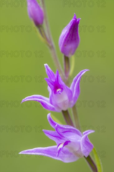 Cephalanthera (Cephalanthera )