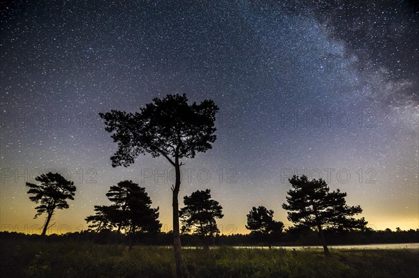 Starry sky with milky way over (Pinus) the Venner Moor