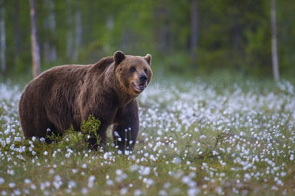 Old male (Ursus arctos) in a bog with fertile cotton grass