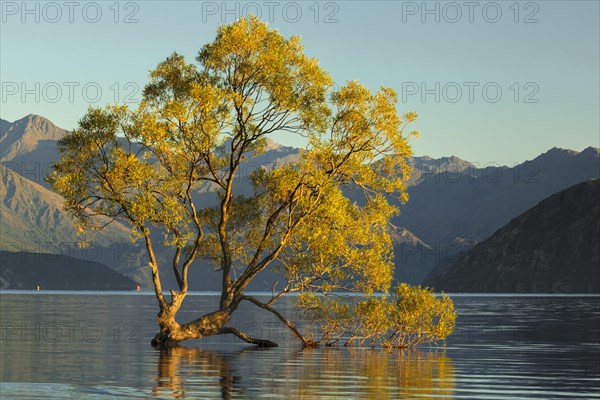 Lake Wanaka at sunrise