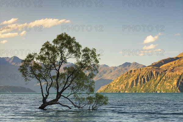 Willow (Salix) in Lake Wanaka in evening light