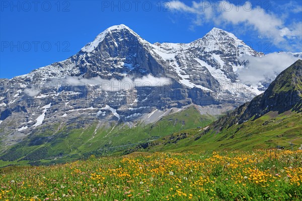 Mountain meadow on the Maennlichen with Eiger and Moench