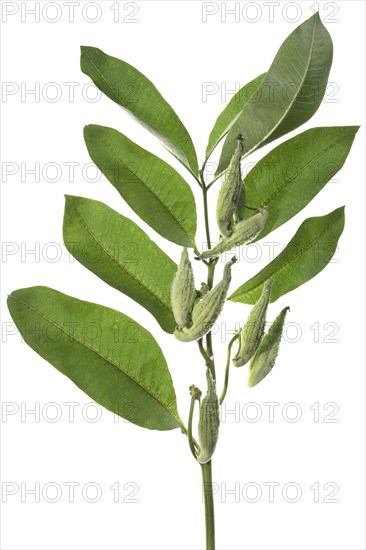 Branch with bellows fruits