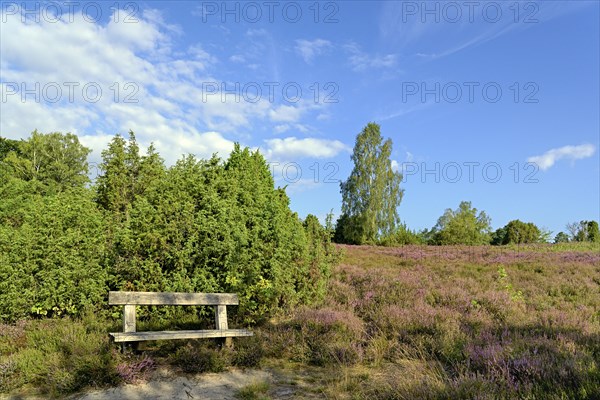 Heath landscape