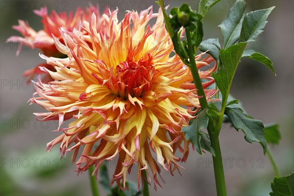 Deer antlers dahlia cultivar Koyo-kujaku (Dahlia cultivar Koyo-kujaku)