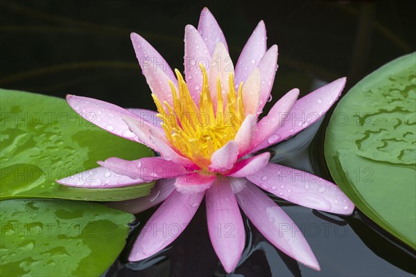 Pink water lily (Nymphaea)