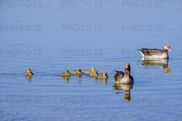 Geese with young swimming at sea (Anser anser)