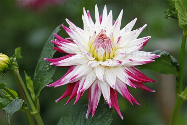 Semi-cactus Dahlia cultivar sorbet (Dahlia cultivar sorbet)