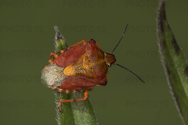 01_ (Carpocoris purpureipennis) on a leaf tip