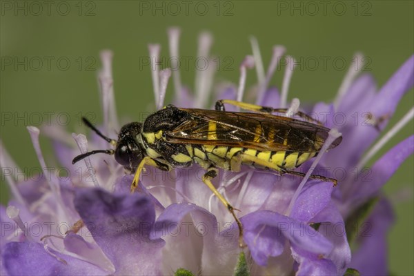 Leaf wasp (Tenthredo spec.) an Field scabious (Knautia arvensis)